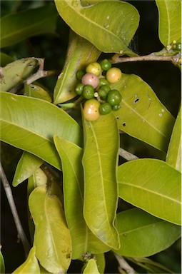 APII jpeg image of Glycosmis trifoliata  © contact APII