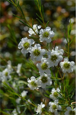 APII jpeg image of Chamelaucium 'Chantilly Lace'  © contact APII