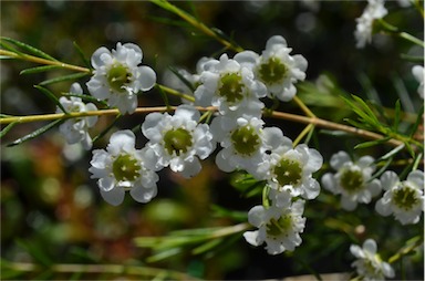 APII jpeg image of Chamelaucium 'Chantilly Lace'  © contact APII