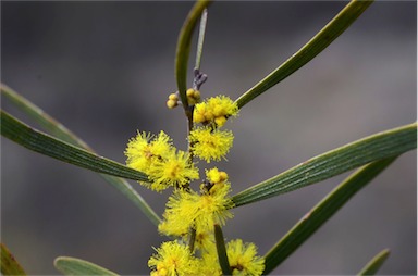 APII jpeg image of Acacia dawsonii  © contact APII