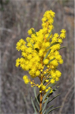 APII jpeg image of Acacia decora  © contact APII