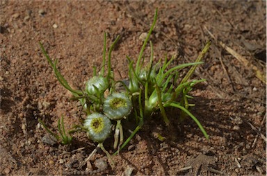 APII jpeg image of Myriocephalus rhizocephalus  © contact APII