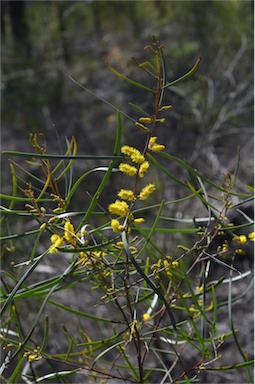 APII jpeg image of Acacia caroleae  © contact APII