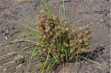 APII jpeg image of Lomandra multiflora subsp. multiflora  © contact APII