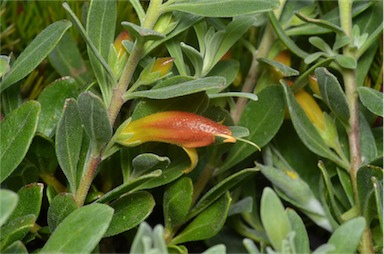 APII jpeg image of Eremophila 'Amber Carpet'  © contact APII