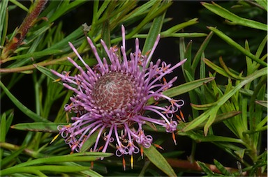 APII jpeg image of Isopogon 'Candy Cones'  © contact APII