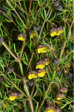 APII jpeg image of Boronia megastigma  © contact APII