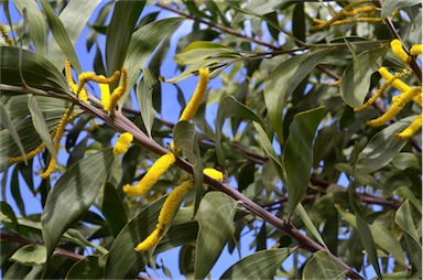 APII jpeg image of Acacia grandifolia  © contact APII