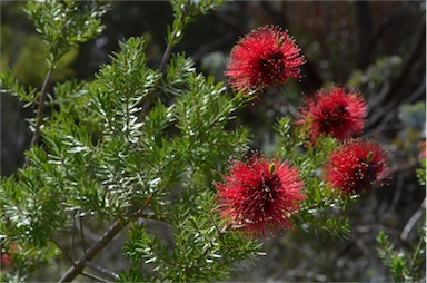 APII jpeg image of Kunzea baxteri  © contact APII