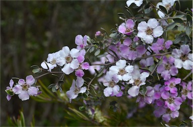 APII jpeg image of Leptospermum sericeum  © contact APII