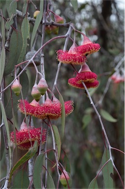 APII jpeg image of Eucalyptus caesia  © contact APII