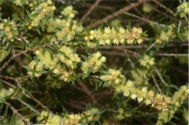 APII jpeg image of Hypocalymma linifolium  © contact APII