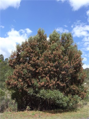 APII jpeg image of Acacia melanoxylon  © contact APII