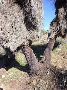 APII jpeg image of Xanthorrhoea glauca subsp. angustifolia  © contact APII