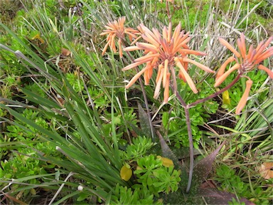 APII jpeg image of Aloe maculata  © contact APII