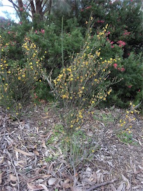 APII jpeg image of Bossiaea grayi  © contact APII