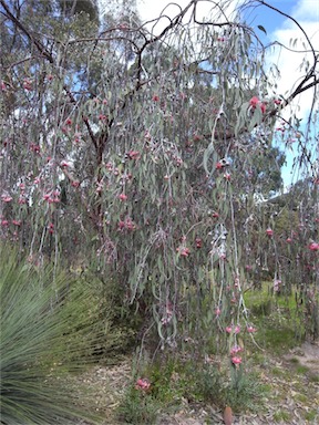 APII jpeg image of Eucalyptus caesia  © contact APII