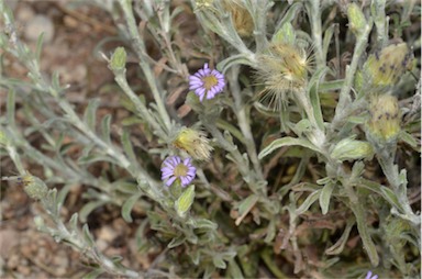 APII jpeg image of Vittadinia gracilis  © contact APII