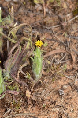 APII jpeg image of Podotheca angustifolia  © contact APII