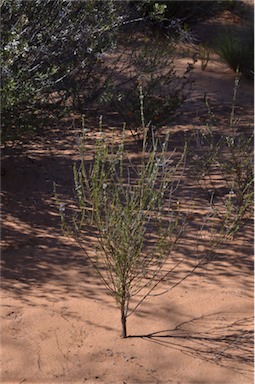 APII jpeg image of Boronia coerulescens subsp. coerulescens  © contact APII