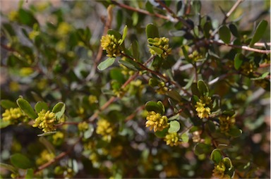 APII jpeg image of Dodonaea bursariifolia  © contact APII