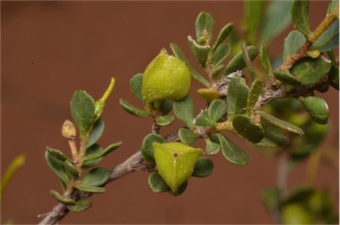 APII jpeg image of Dodonaea bursariifolia  © contact APII