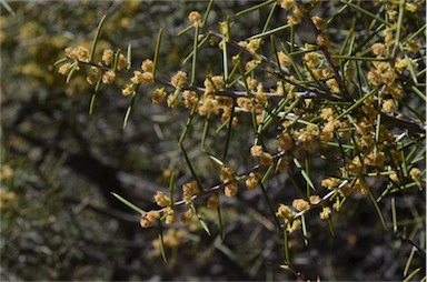 APII jpeg image of Acacia colletioides  © contact APII