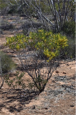 APII jpeg image of Acacia hakeoides  © contact APII