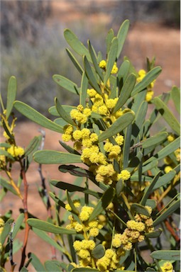 APII jpeg image of Acacia hakeoides  © contact APII