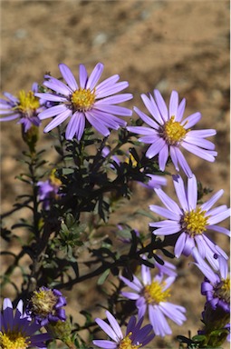 APII jpeg image of Olearia magniflora  © contact APII