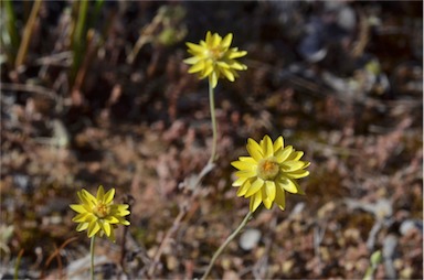 APII jpeg image of Rhodanthe polygalifolia  © contact APII