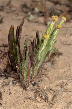 APII jpeg image of Podotheca angustifolia  © contact APII