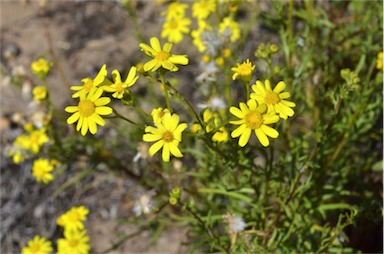 APII jpeg image of Senecio spanomerus  © contact APII