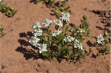 APII jpeg image of Teucrium sessiliflorum  © contact APII