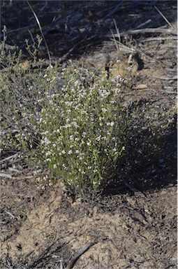 APII jpeg image of Micromyrtus ciliata  © contact APII