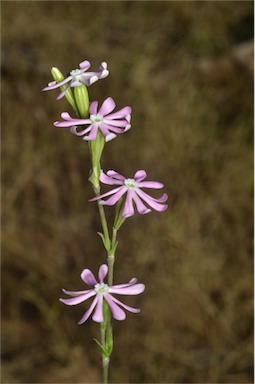 APII jpeg image of Silene longicaulis  © contact APII