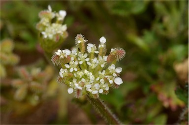 APII jpeg image of Trachymene pilosa  © contact APII