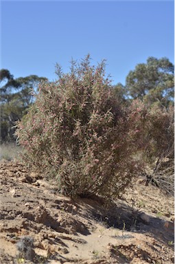 APII jpeg image of Lasiopetalum baueri  © contact APII