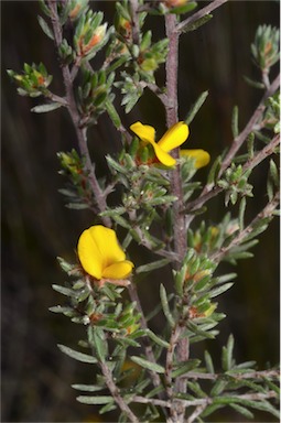 APII jpeg image of Pultenaea tenuifolia  © contact APII