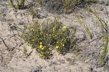 APII jpeg image of Hibbertia riparia  © contact APII