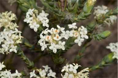 APII jpeg image of Pimelea glauca  © contact APII