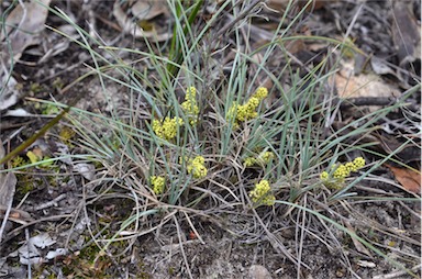 APII jpeg image of Lomandra collina  © contact APII