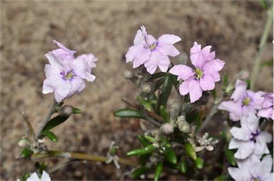 APII jpeg image of Dampiera rosmarinifolia  © contact APII