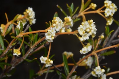 APII jpeg image of Logania linifolia  © contact APII