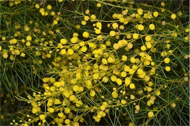 APII jpeg image of Acacia euthycarpa subsp. euthycarpa  © contact APII