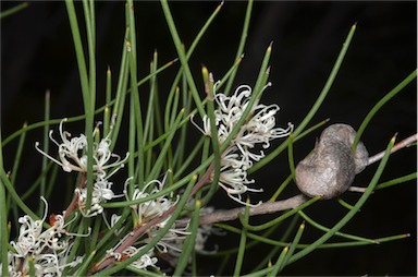 APII jpeg image of Hakea rostrata  © contact APII