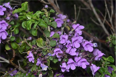 APII jpeg image of Prostanthera rotundifolia  © contact APII