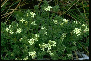 APII jpeg image of Asperula pusilla  © contact APII