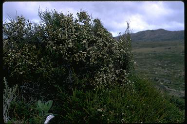 APII jpeg image of Baeckea utilis  © contact APII