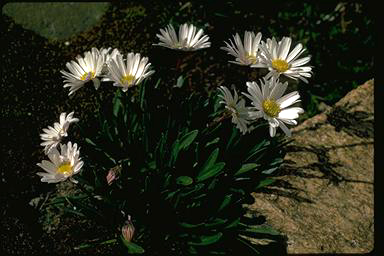 APII jpeg image of Brachyscome obovata  © contact APII